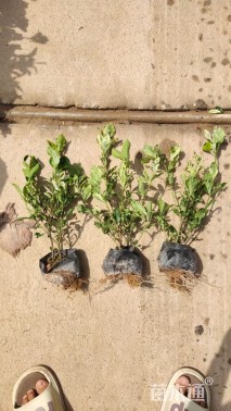 高度25厘米花叶栀子