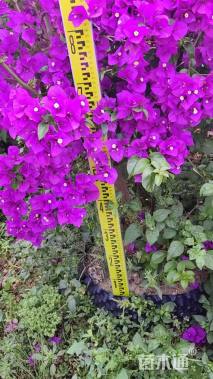 高度120厘米三角梅