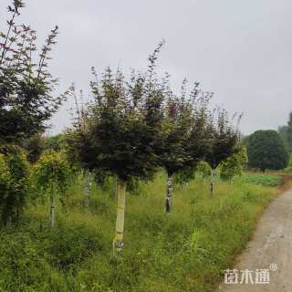 高度300厘米三季红红枫