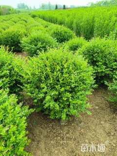 冠幅100厘米小叶女贞球