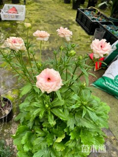 高度20厘米花毛茛