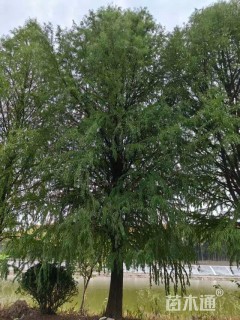 35公分墨西哥落羽杉