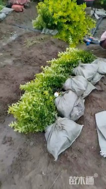 高度30厘米金叶女贞