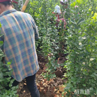 高度50厘米丛生北海道黄杨