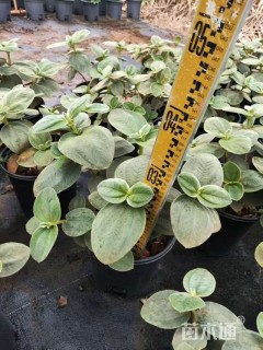 高度40厘米牡丹