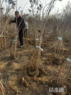 高度100厘米珍珠梅