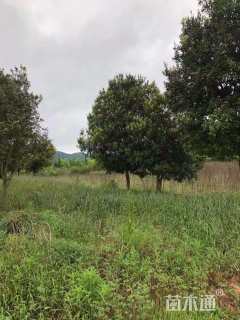 15公分高杆杨梅