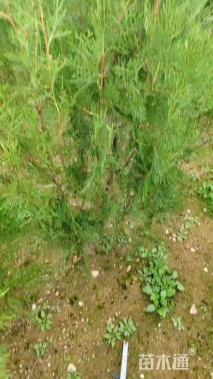 高度200厘米蜀桧