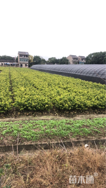 高度25厘米金森女贞小苗