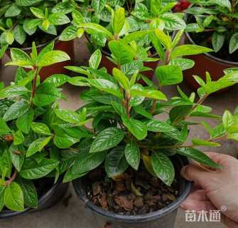 高度20厘米杜鹃