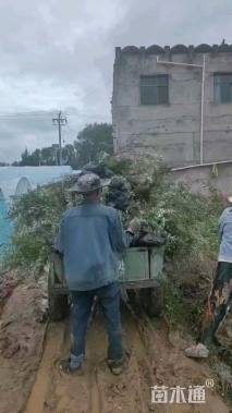 高度90.厘米沙棘