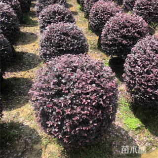 冠幅80厘米红花继木球