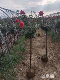 高度80厘米月季