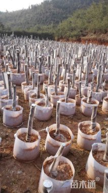 高度10厘米茶花