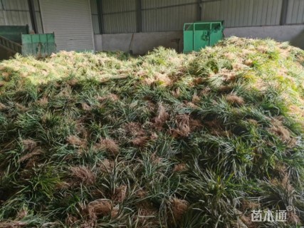 15厘米中叶麦冬