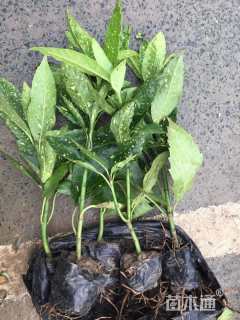 高度20厘米洒金珊瑚