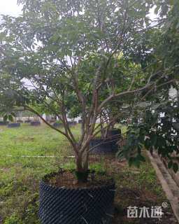 容器苗紫花风铃木