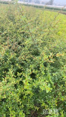 高度60厘米火棘