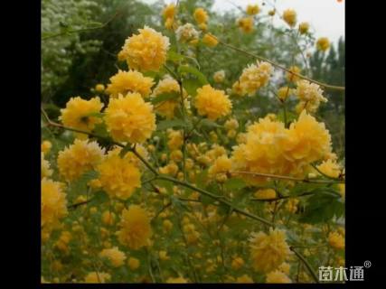 高度55厘米棣棠