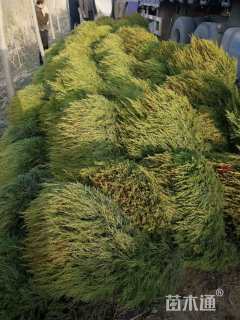 高度120厘米蜀桧