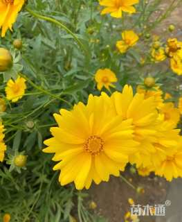 高度25厘米金鸡菊