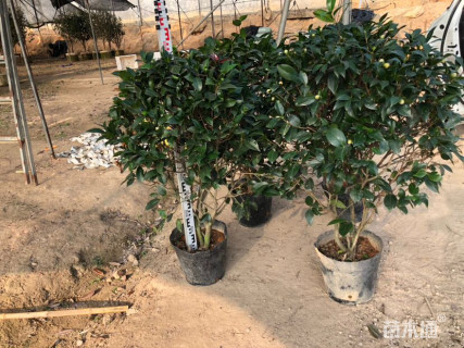 高度180厘米茶花