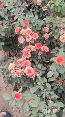 高度100厘米香水月季