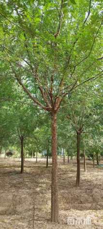 50公分榔榆