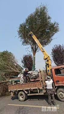 18公分弗吉尼亚栎