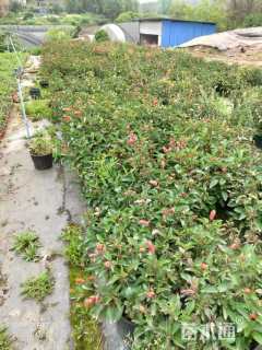 高度30厘米一串红