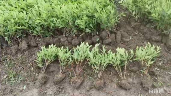 高度32厘米毛鹃