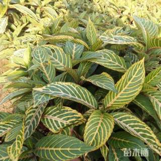 高度50厘米金脉爵床