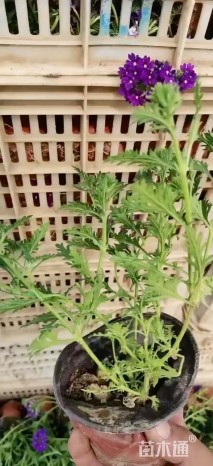 高度18厘米美女樱