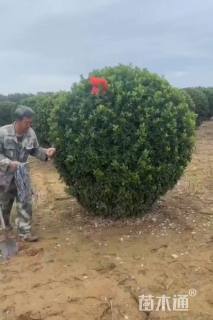 冠幅200厘米大叶黄杨球