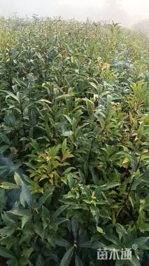 高度70厘米杜英小苗