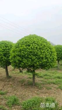 6公分高杆卫矛球