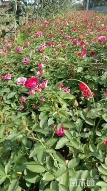 高度400厘米月季