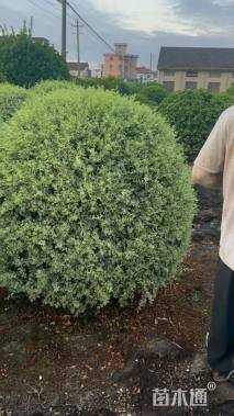 高度60厘米小叶女贞