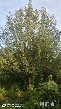 20公分绚丽海棠