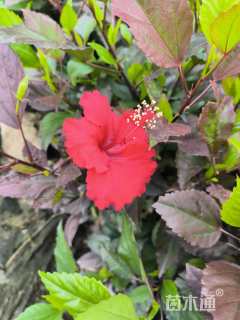 高度50厘米七彩大红花