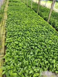 高度30厘米绣球