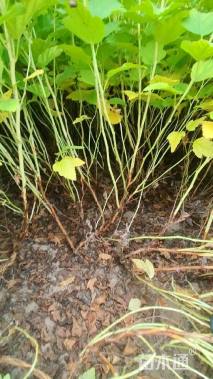 高度80厘米金叶风箱果