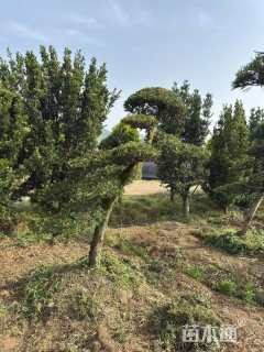 移栽苗造型罗汉松