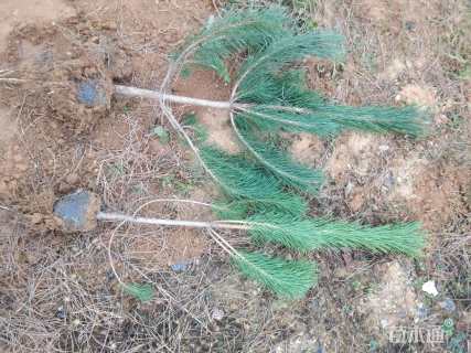 高度80厘米黑松小苗