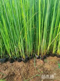 高度10厘米水葱