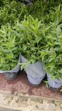 高度30厘米千屈菜