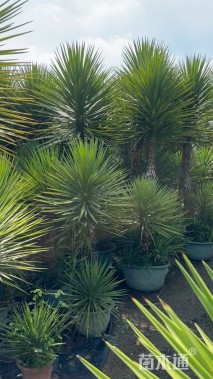 高度150厘米丝兰