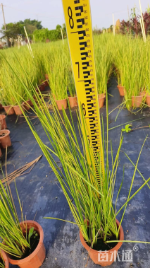 高度100厘米赤箭莎