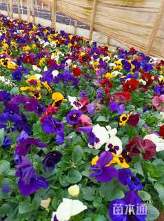 高度15厘米三色堇