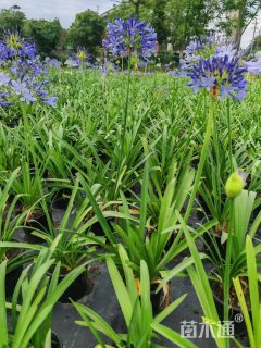 高度40厘米百子莲